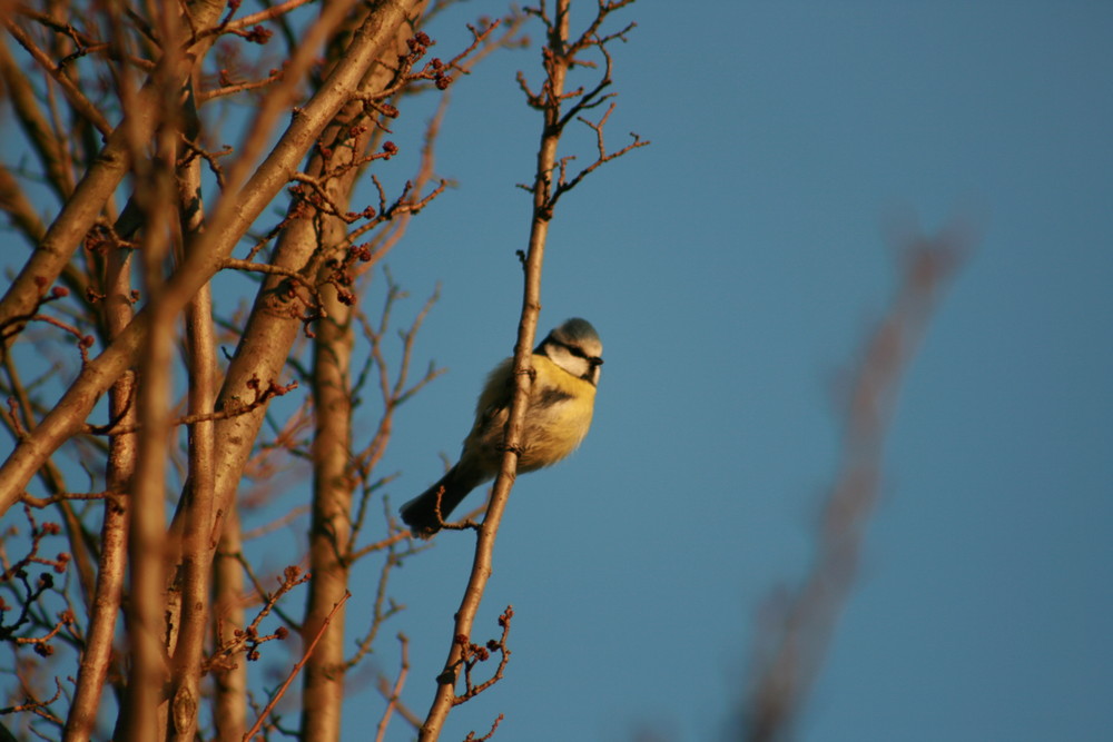 Süsser Vogel