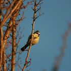 Süsser Vogel