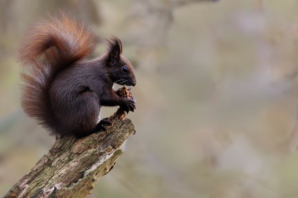 Süßer Waldbewohner
