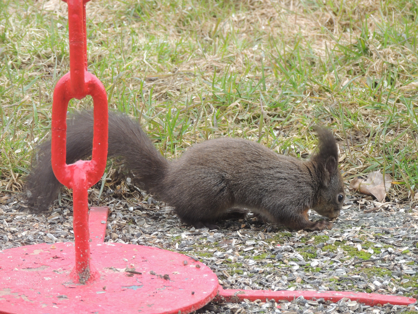 süßer Waldkobold bei