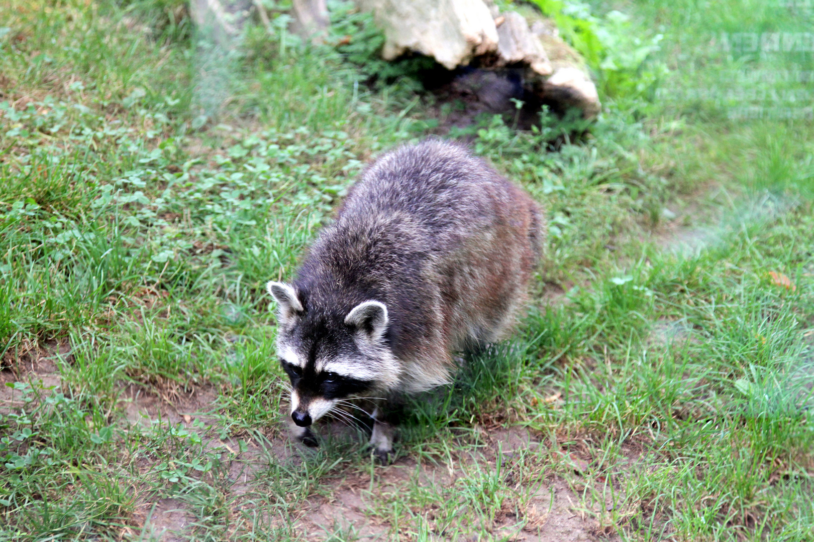 Süsser Waschbär im Zoo Heidelberg