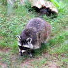 Süsser Waschbär im Zoo Heidelberg