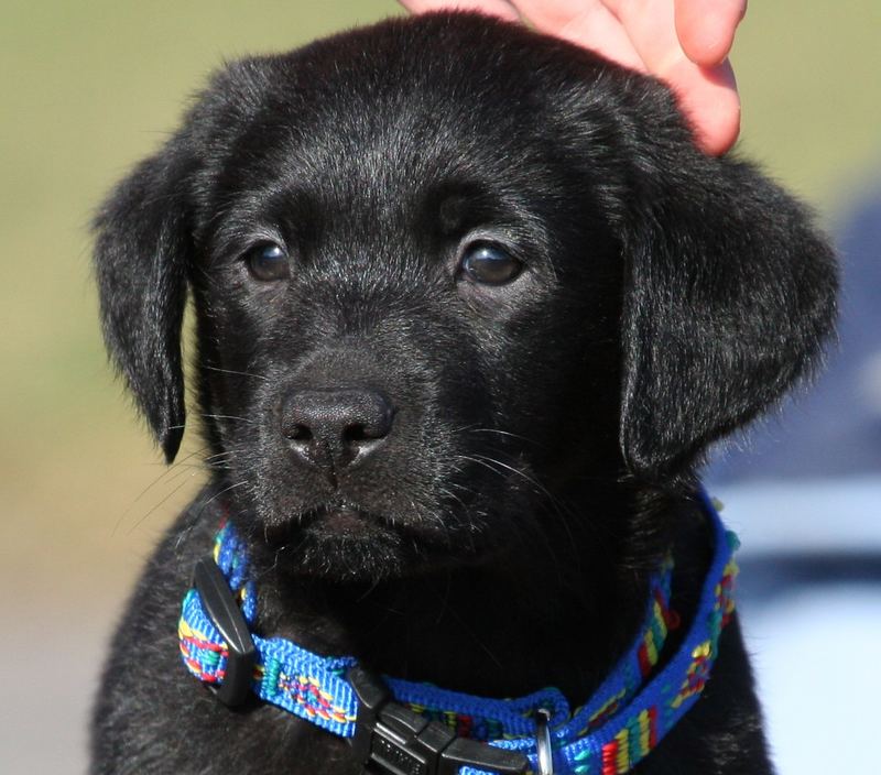Susser Welpe Foto Bild Tiere Haustiere Hunde Bilder Auf Fotocommunity