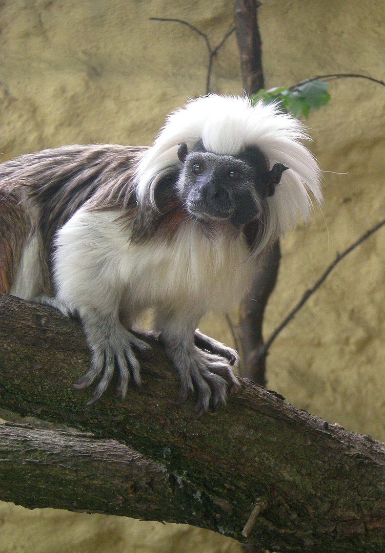 süßes äffchen Foto & Bild tiere, zoo, wildpark & falknerei