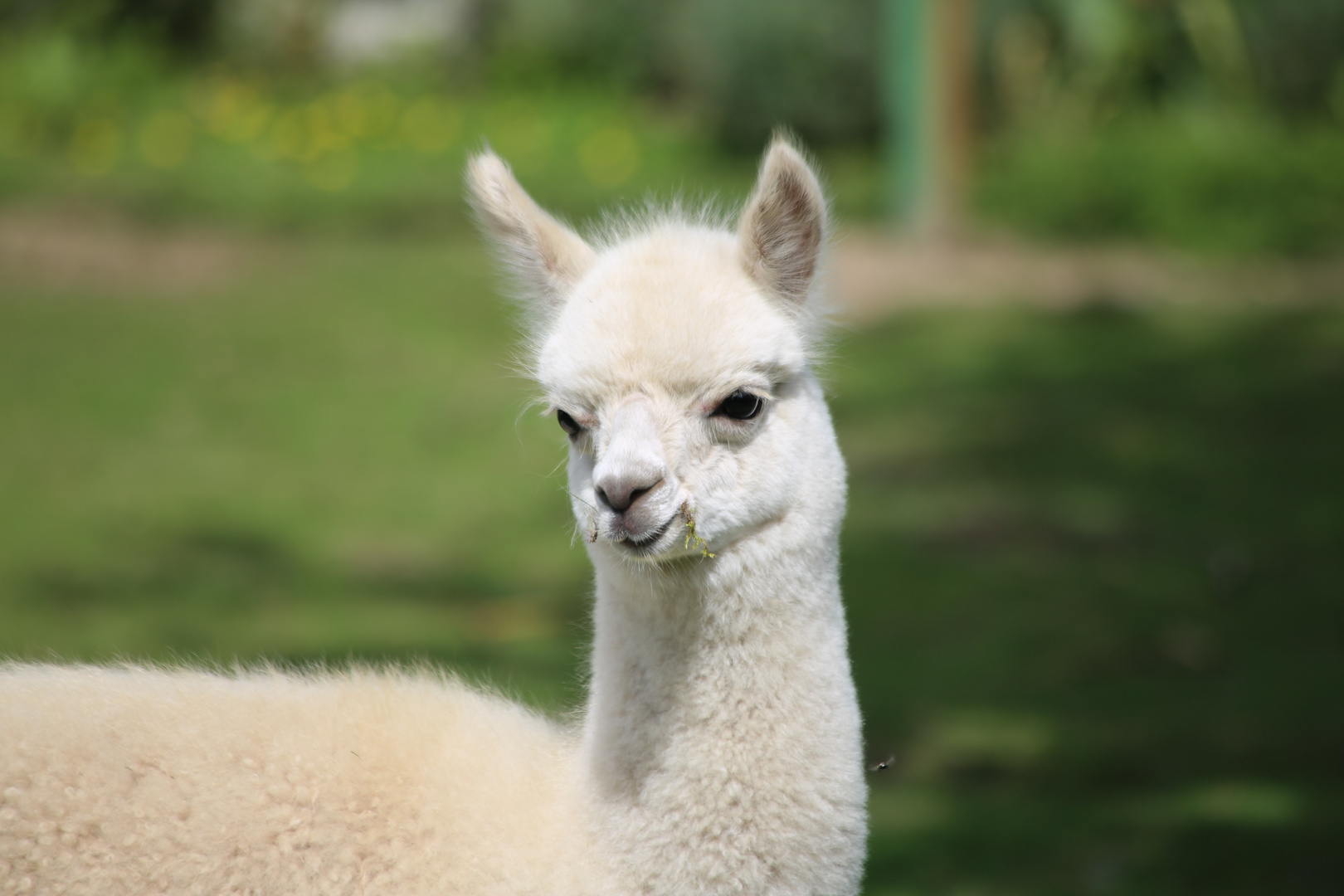 süßes Alpaka Foto & Bild | tiere, haustiere, sonstige Bilder auf