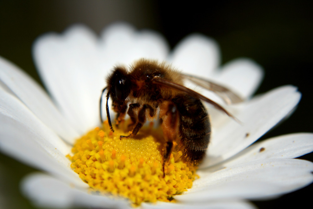 süsses bienchen