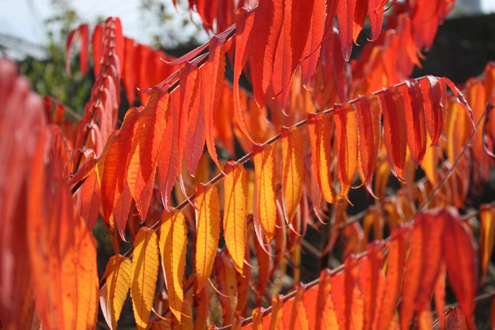 süßes Bild vom Essigbaum