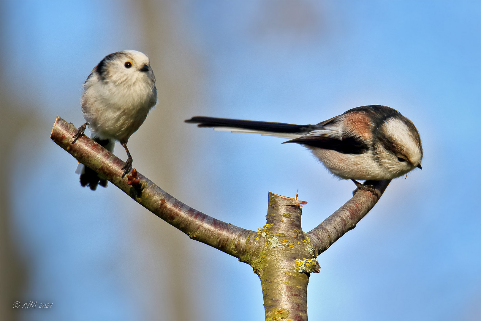 Süßes Duo