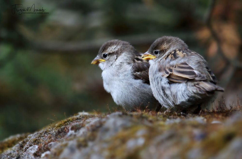 Süsses Duo