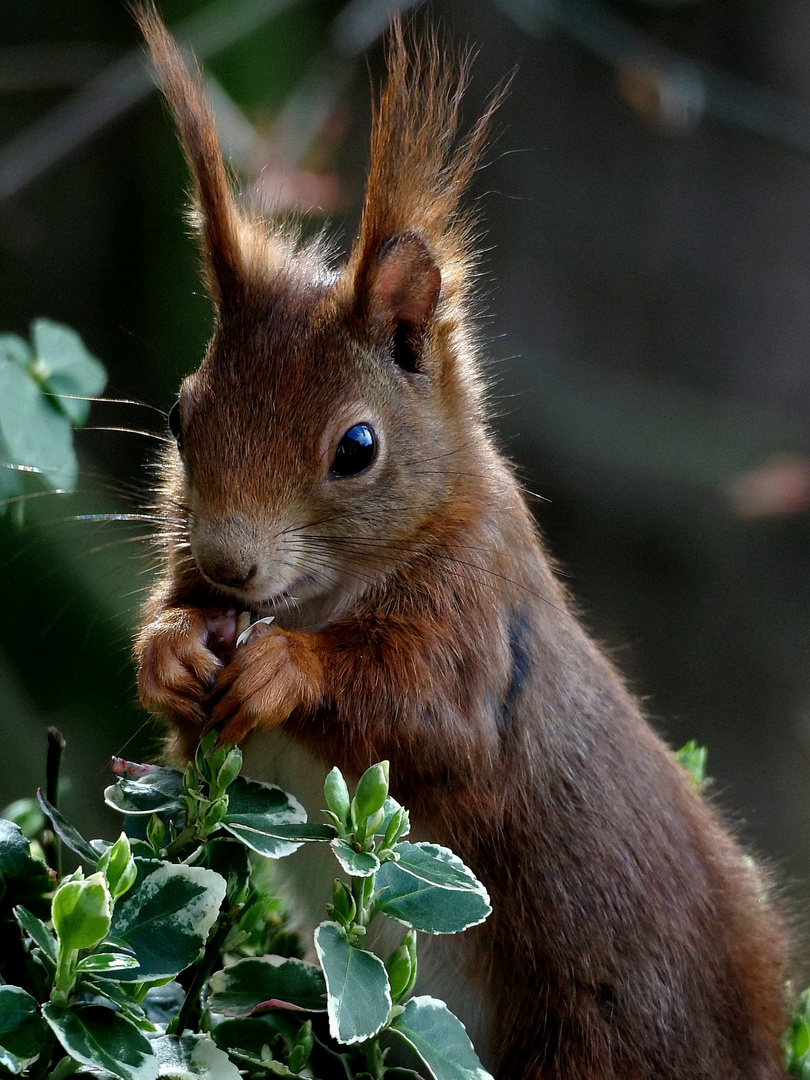 Süßes Eichhörnchen 