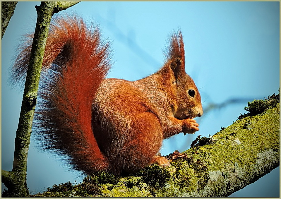 süßes Eichhörnchen... Foto & Bild | tiere, wildlife, säugetiere Bilder