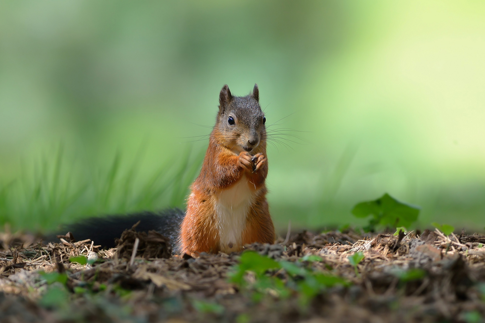 Süßes Eichhörnchen