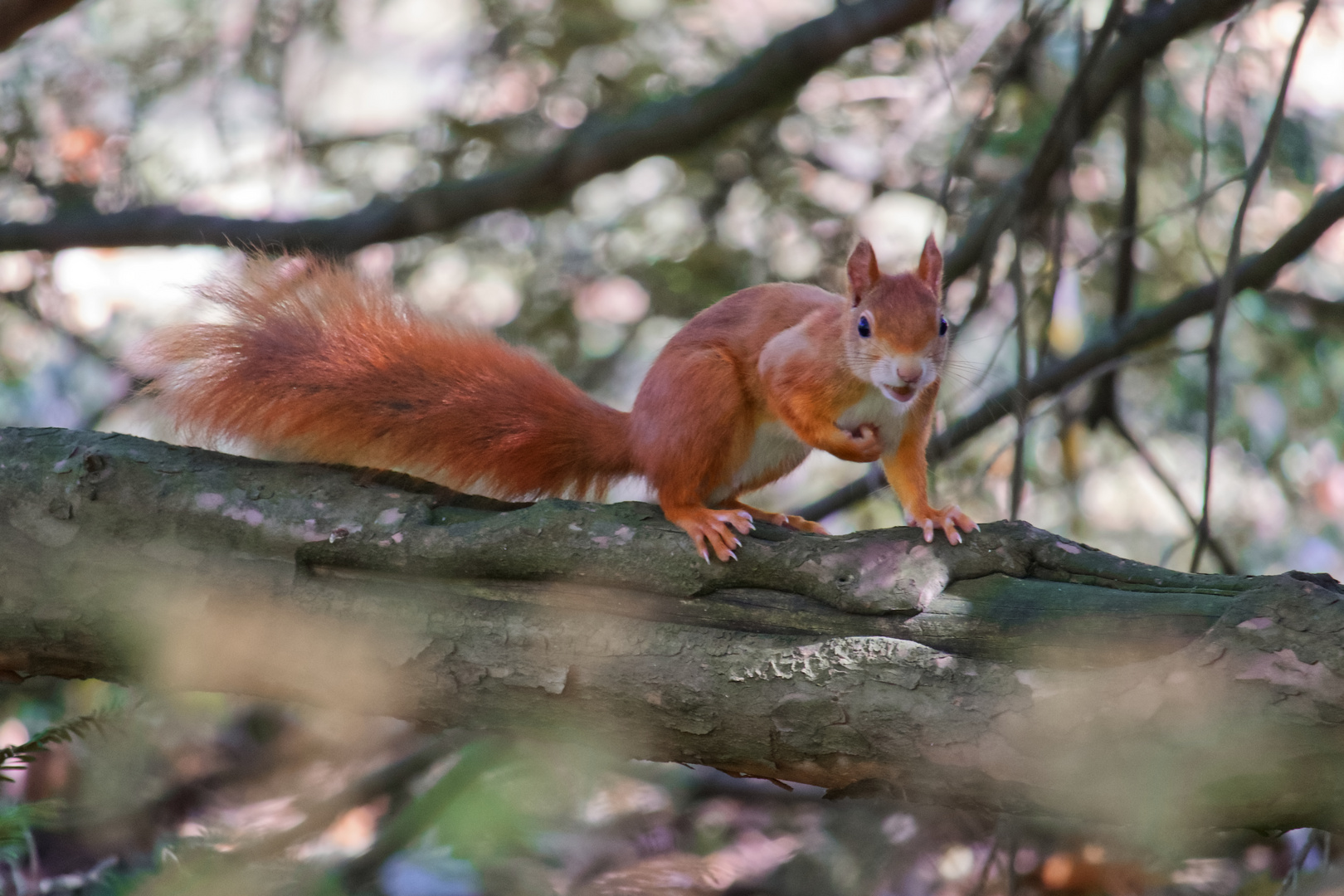 Süßes Eichhörnchen im Park