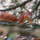 Süßes Eichhörnchen im Park