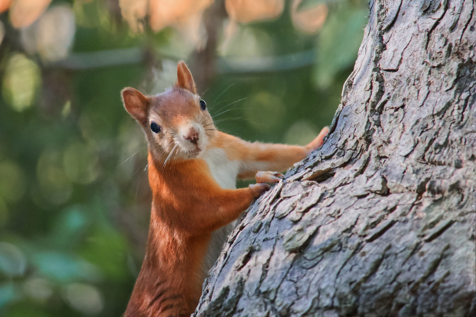 Süßes Eichhörnchen im Park