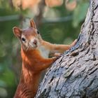 Süßes Eichhörnchen im Park