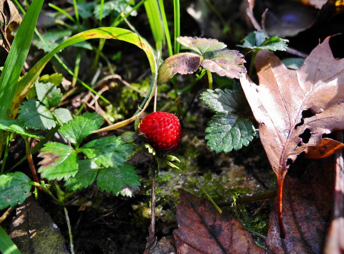 Süßes Früchtchen im Novemberwald