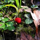 Süßes Früchtchen im Novemberwald