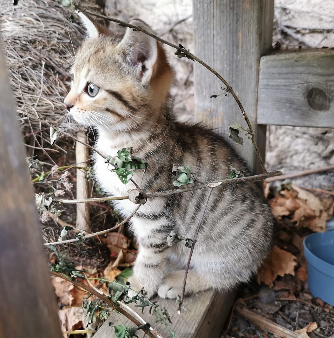 Süsses Katzenbaby 7