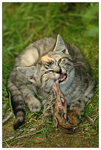 Süßes Katzenbaby oder wildes Raubtier?