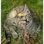Süßes Katzenbaby oder wildes Raubtier?