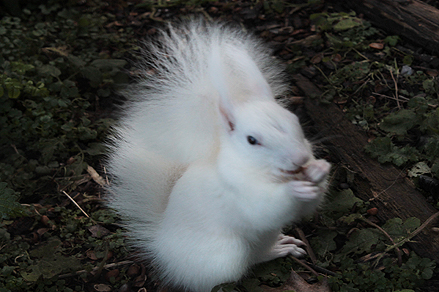 Süßes kleines "Schnee"hörnchen