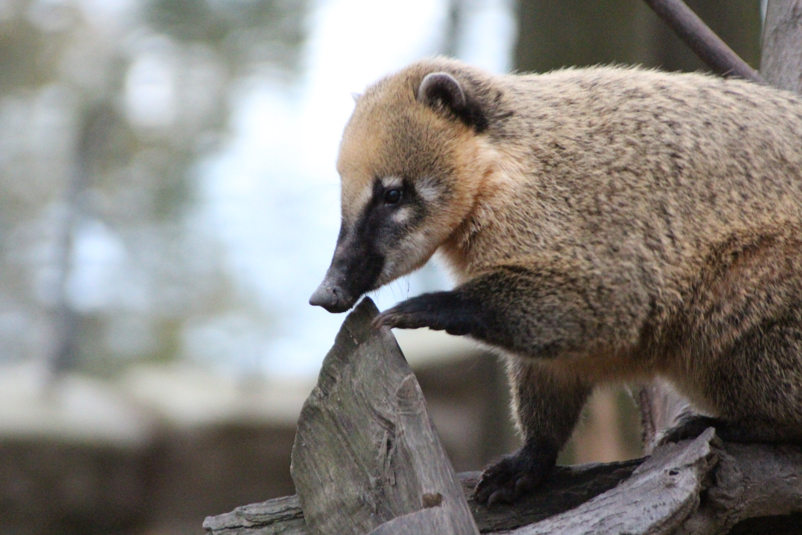 ...süßes kleines Tierchen