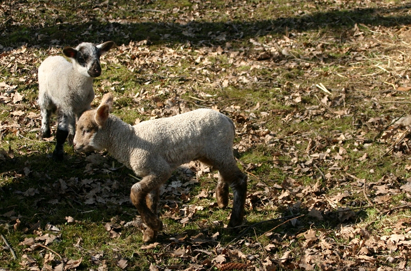 Süßes Schafnbaby