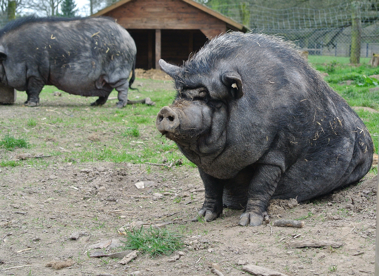 Süsses Schweinchen..;-)