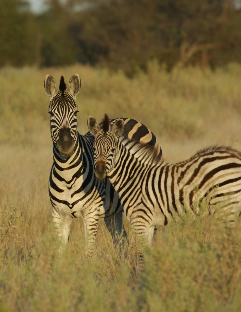 Süsses Zebrapaar