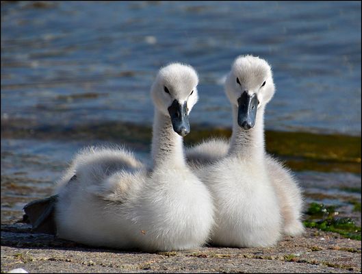 Süßes zum Sonntag !!!