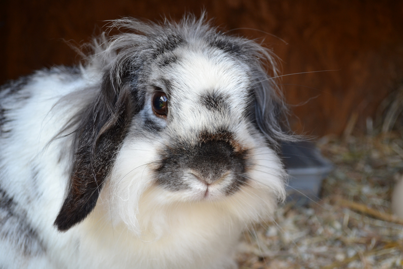 Susseste Hoppelhaschen Der Welt Foto Bild Tiere Haustiere Nagetiere Kaninchen Bilder Auf Fotocommunity