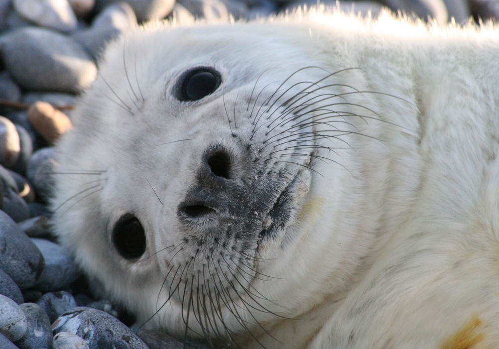 süßeste Robbe von Helgoland... Foto & Bild tiere, tierkinder, natur