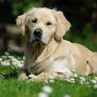 Süßgesicht + Blöömchen= Frühling!