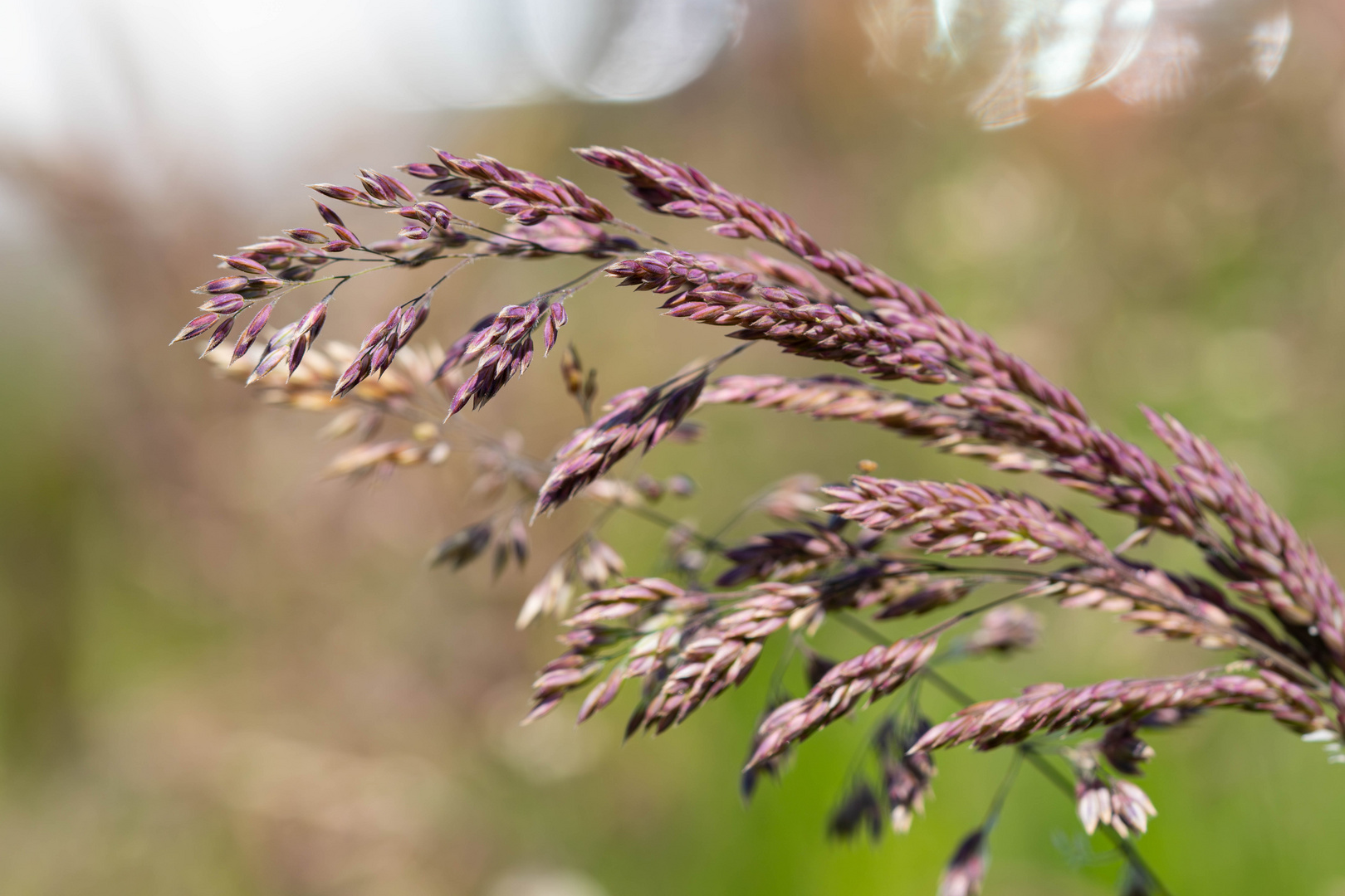 Süßgras am Wegesrand 