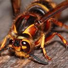 Süßholz raspeln wird sie nicht, die Kleine Hornisse oder Mittlere Wespe (Dolichovespula media) - ...