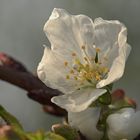 Süßkirsche Blüte.