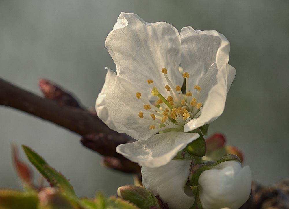 Süßkirsche Blüte.