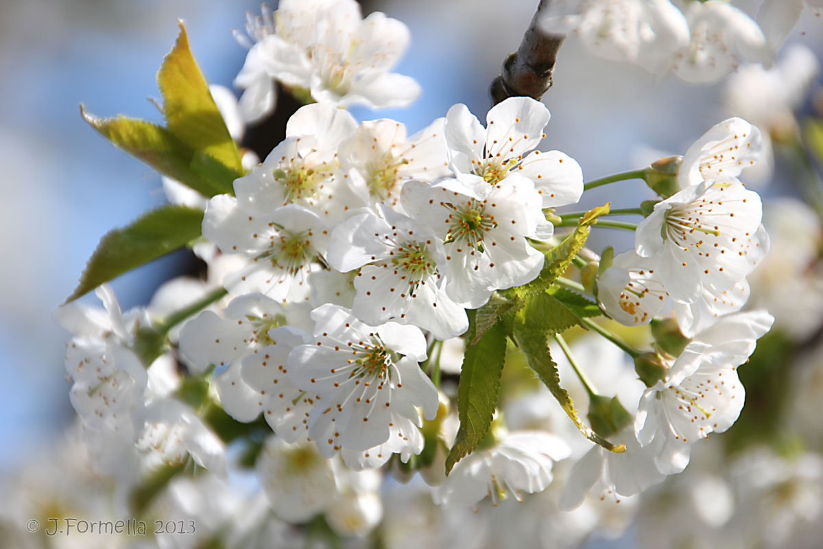 Süßkirsche in voller Blüte