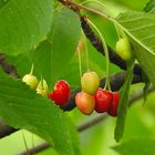 Früchte & Gemüse,...