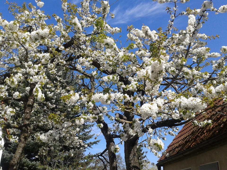 Süßkirschenblüte und rauchende Rose