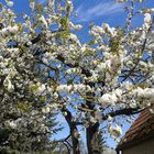 Süßkirschenblüte und rauchende Rose