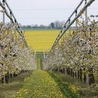 Süsskirschplantage in der Blüte