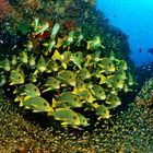 Süßlippen und Glasfische bei Otdima/Raja Ampat