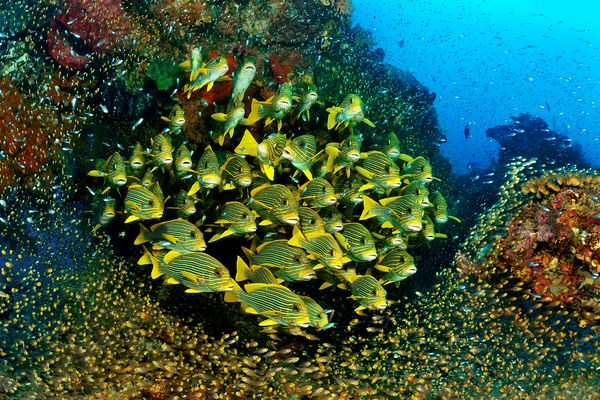Süßlippen und Glasfische bei Otdima/Raja Ampat