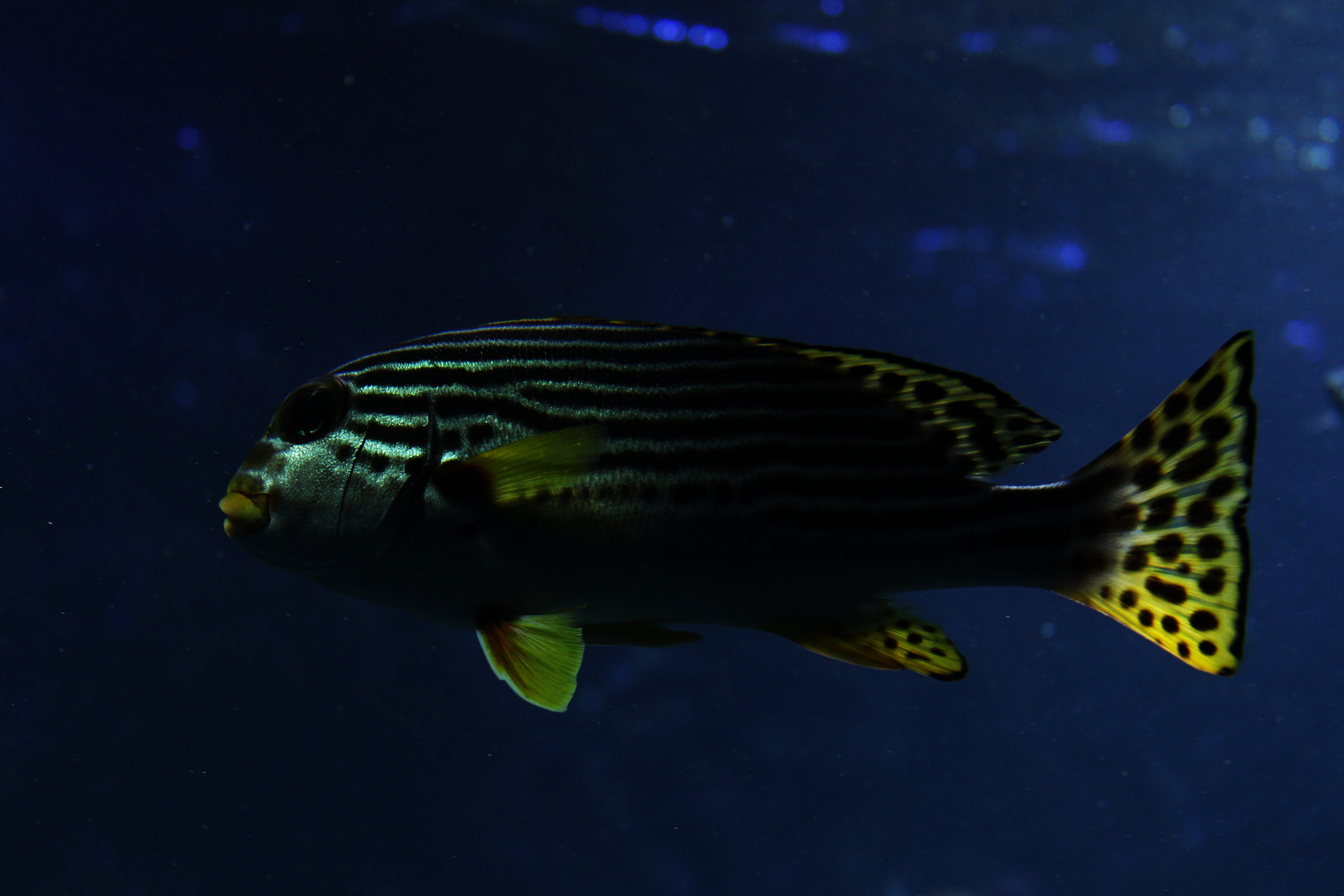 Süßlippenfisch (Haemulidae)