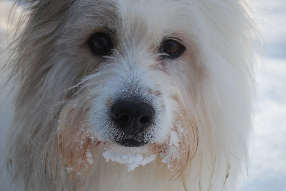 Süssschnauze mit Zuckerguss