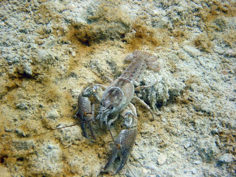 Süßwasser Krebs Foto & Bild tiere, wildlife, fische Bilder auf
