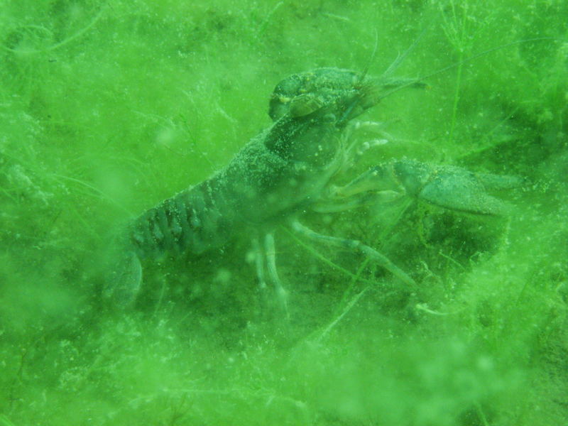 Süsswasser Krebs