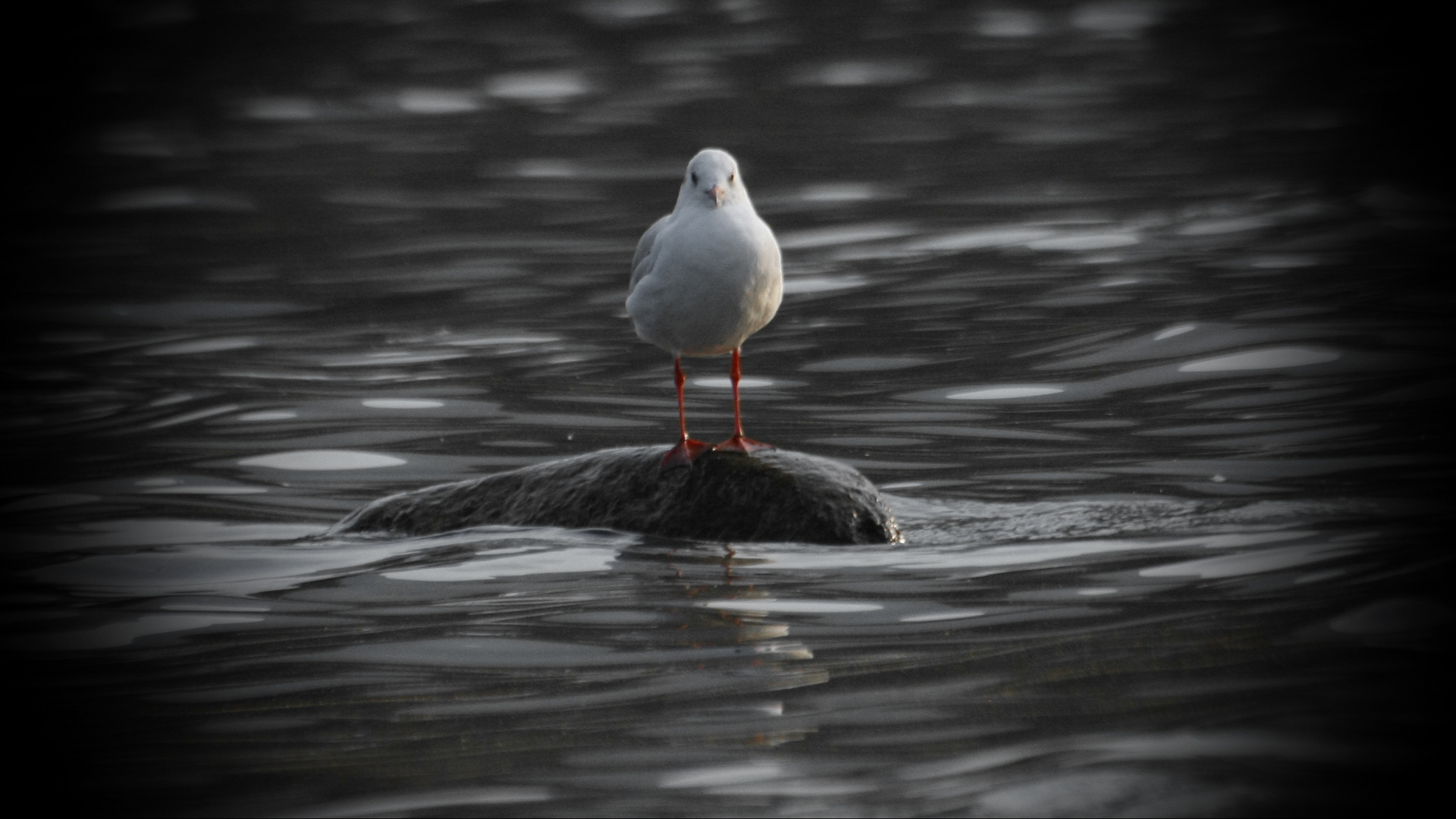 Süsswasser Möwe